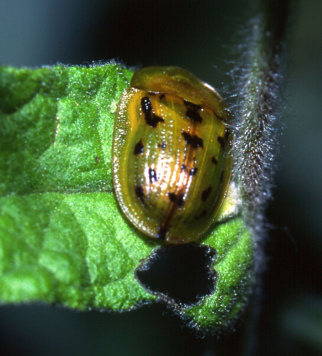 Chrysomelidae: Cassida murraea? S